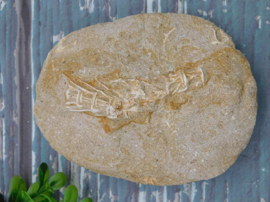 ENCHODUS FOSSIL ROCK STONE LAPIDARY SPECIMEN: ENCHODUS FOSSIL ROCK STONE LAPIDARY SPECIMEN