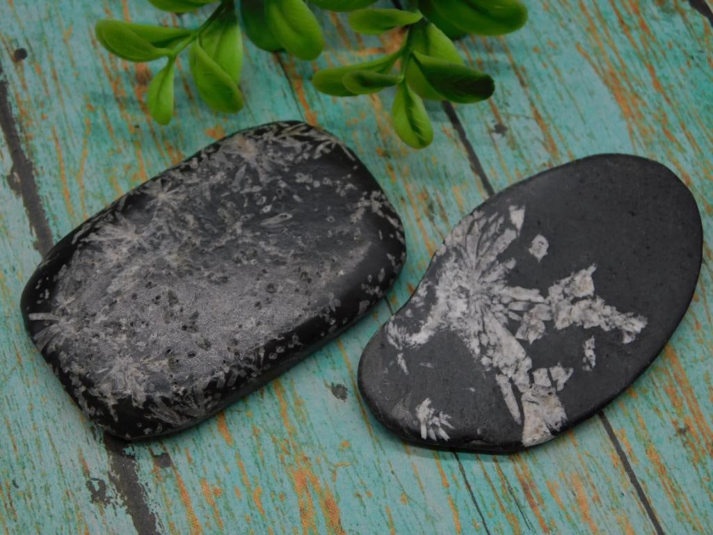 CHRYSANTHEMUM ROCK STONE LAPIDARY SPECIMEN: CHRYSANTHEMUM ROCK STONE LAPIDARY SPECIMEN