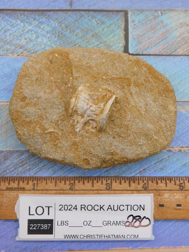 FOSSIL IN MATRIX ROCK STONE LAPIDARY SPECIMEN - 2