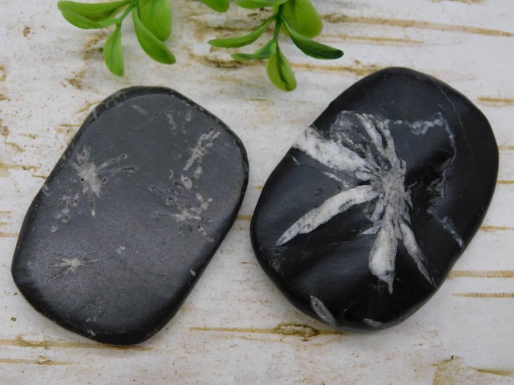 CHRYSANTHEMUM ROCK STONE LAPIDARY SPECIMEN: CHRYSANTHEMUM ROCK STONE LAPIDARY SPECIMEN