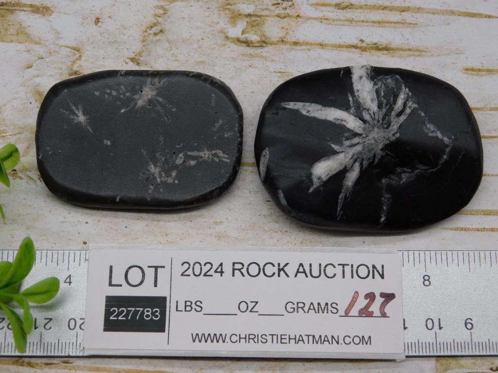 CHRYSANTHEMUM ROCK STONE LAPIDARY SPECIMEN - 2