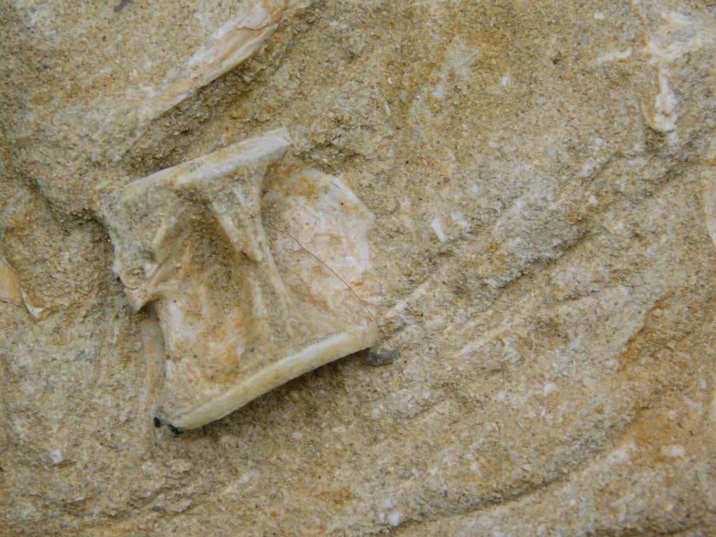 FOSSILS IN MATRIX ROCK STONE LAPIDARY SPECIMEN - 2