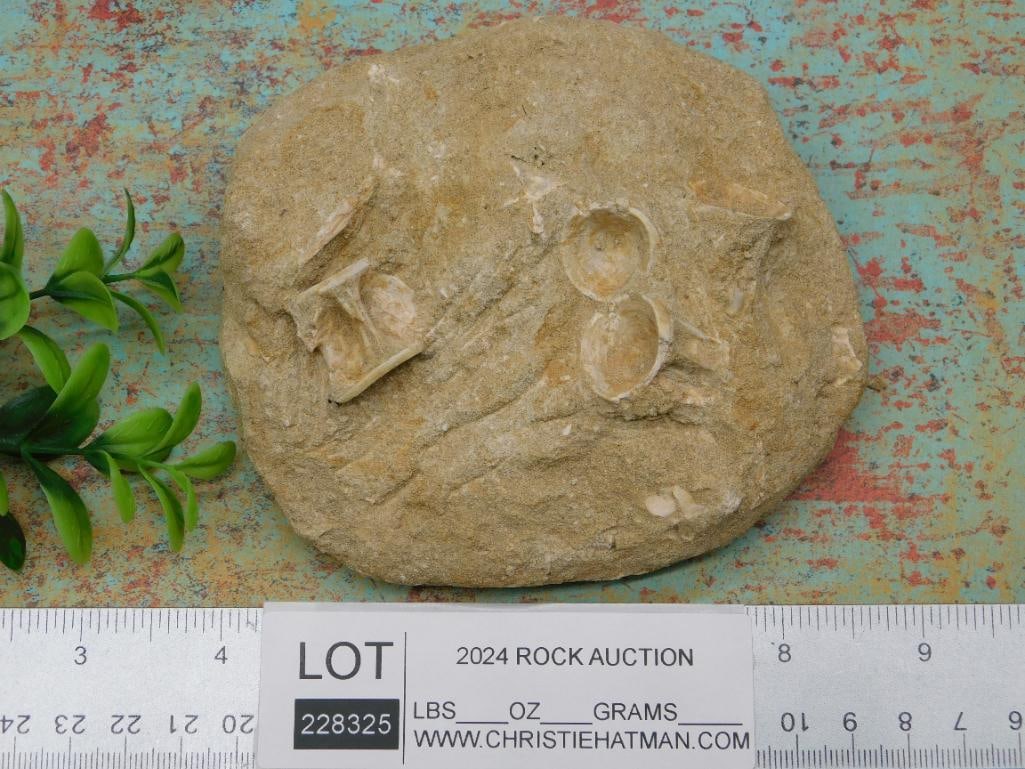 FOSSILS IN MATRIX ROCK STONE LAPIDARY SPECIMEN - 3