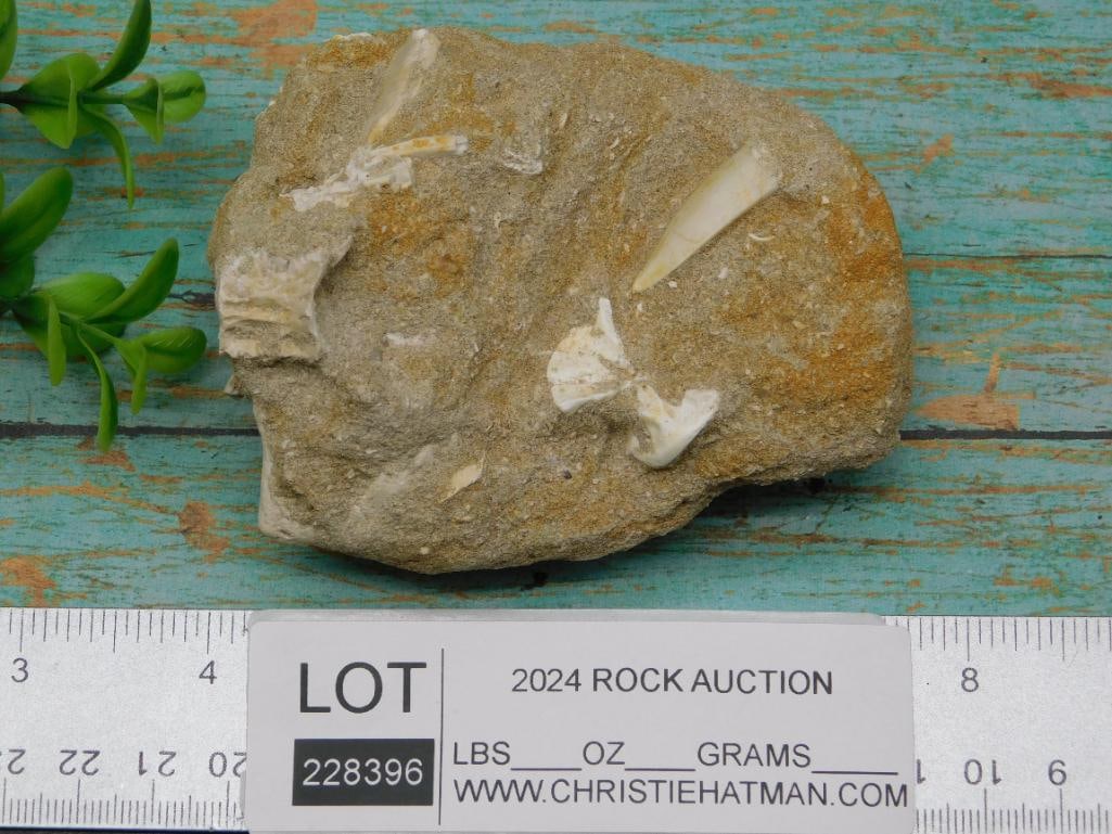 FOSSILS IN MATRIX ROCK STONE LAPIDARY SPECIMEN - 2