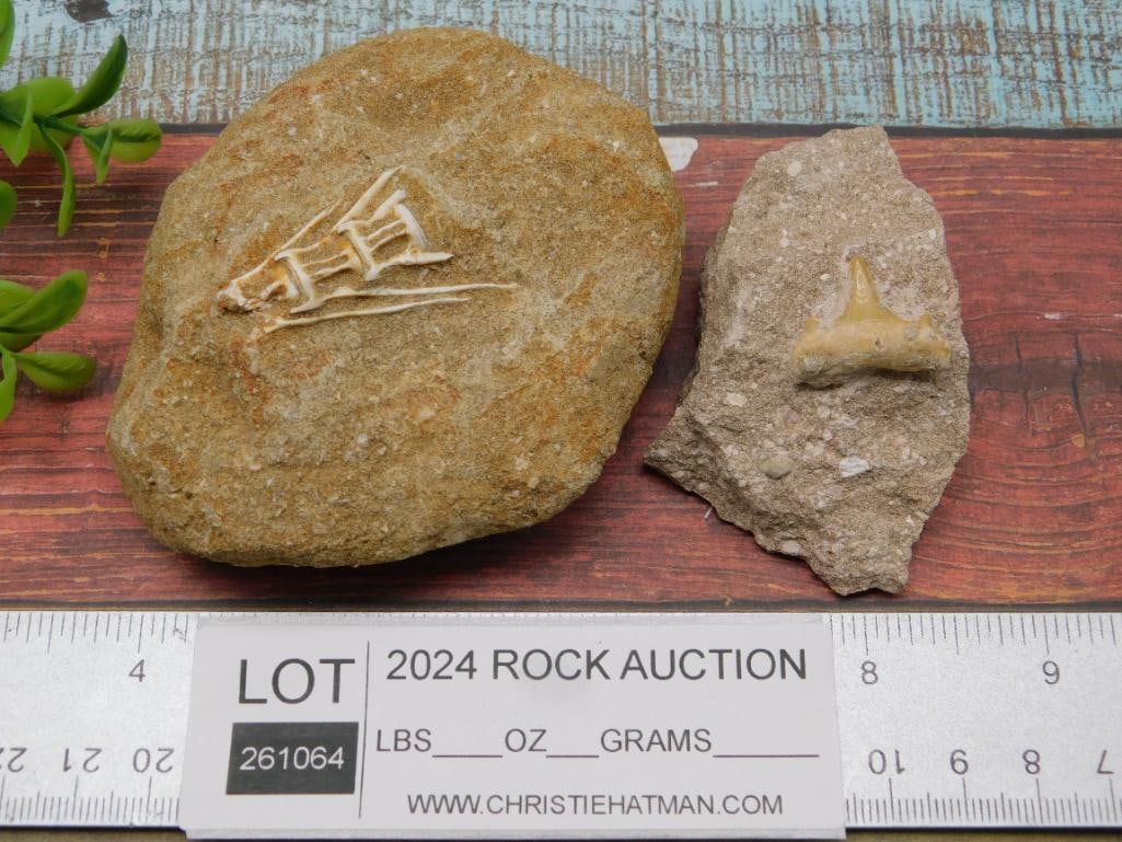 FOSSILS IN MATRIX ROCK STONE LAPIDARY SPECIMEN - 2