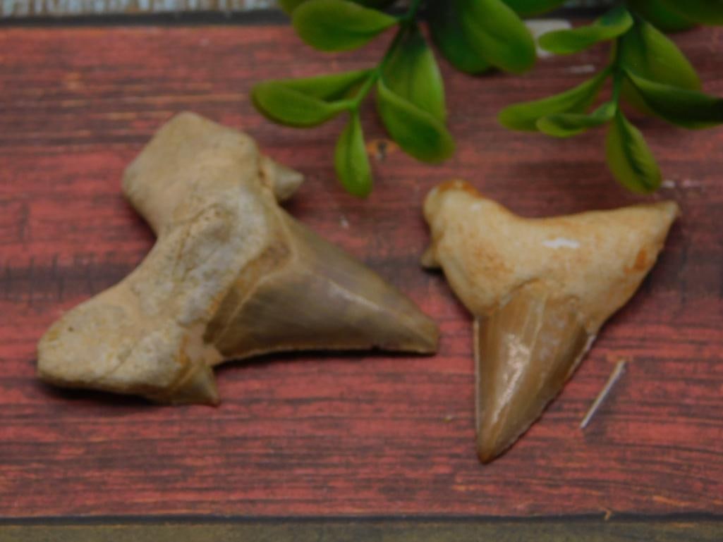 SHARK TEETH ROCK STONE LAPIDARY SPECIMEN: SHARK TEETH ROCK STONE LAPIDARY SPECIMEN