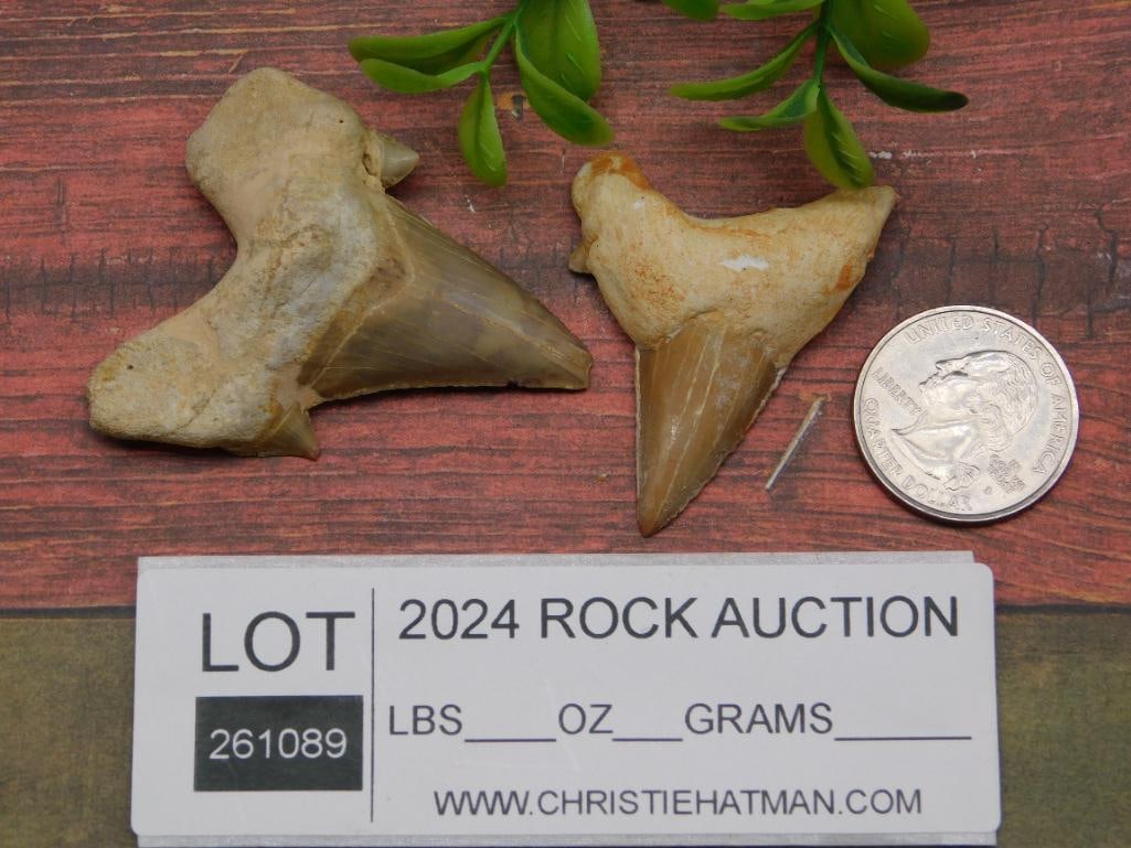 SHARK TEETH ROCK STONE LAPIDARY SPECIMEN - 2