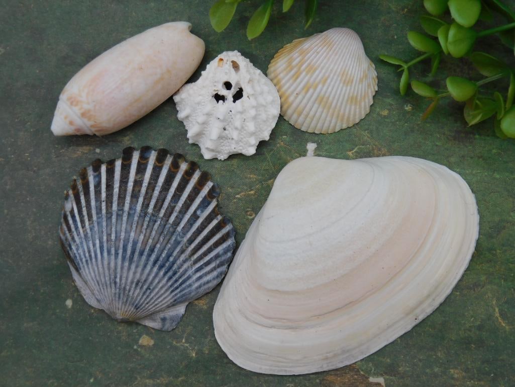 5 Assorted Sea Shells: 5 Assorted Sea Shells