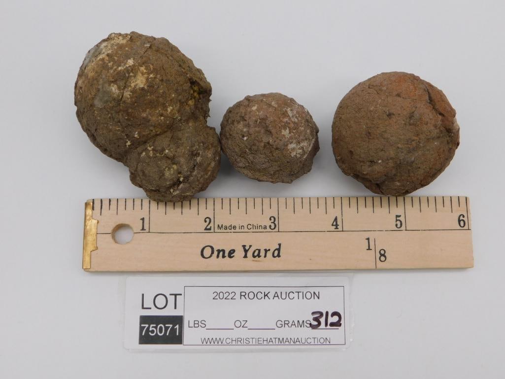 COPROLITE ROCK STONE LAPIDARY SPECIMEN - 2