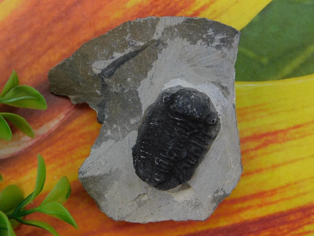 Trilobite Fossil Rock Stone Lapidary Specimen: Trilobite Fossil Rock Stone Lapidary Specimen