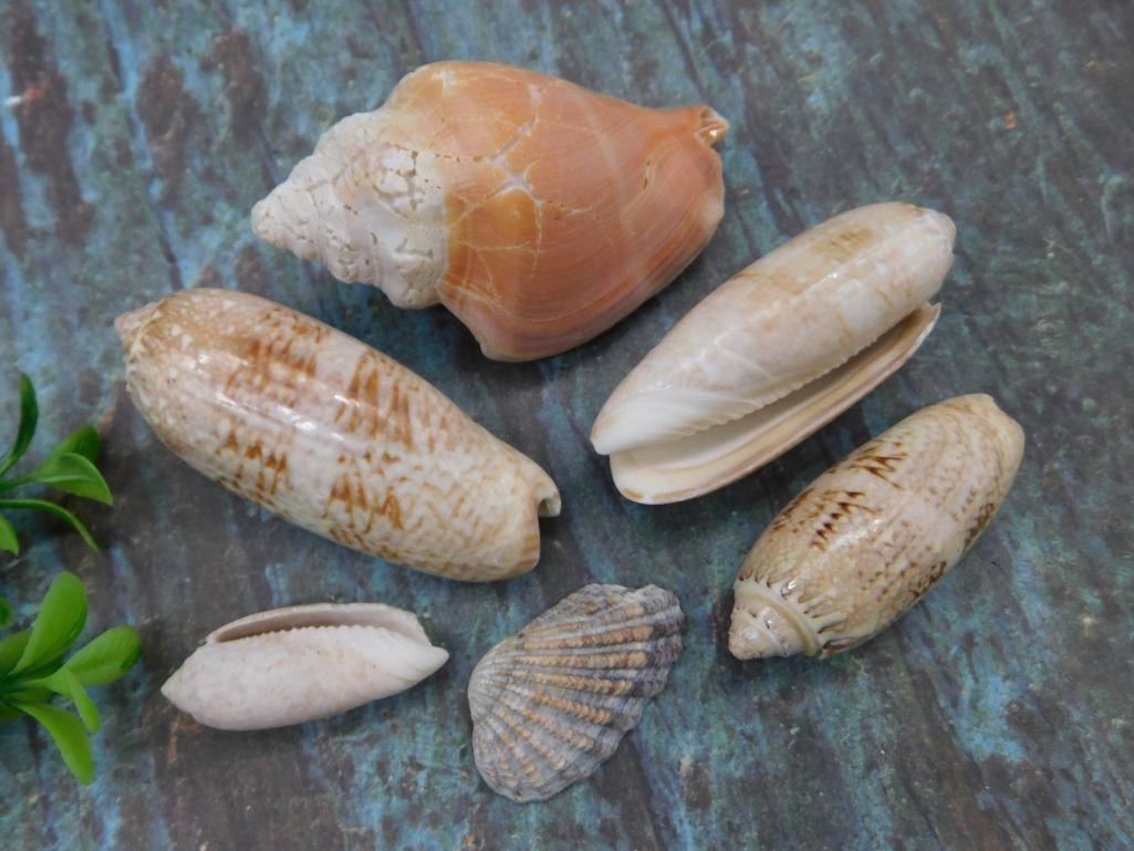 Six Assorted Sea Shells: Six Assorted Sea Shells
