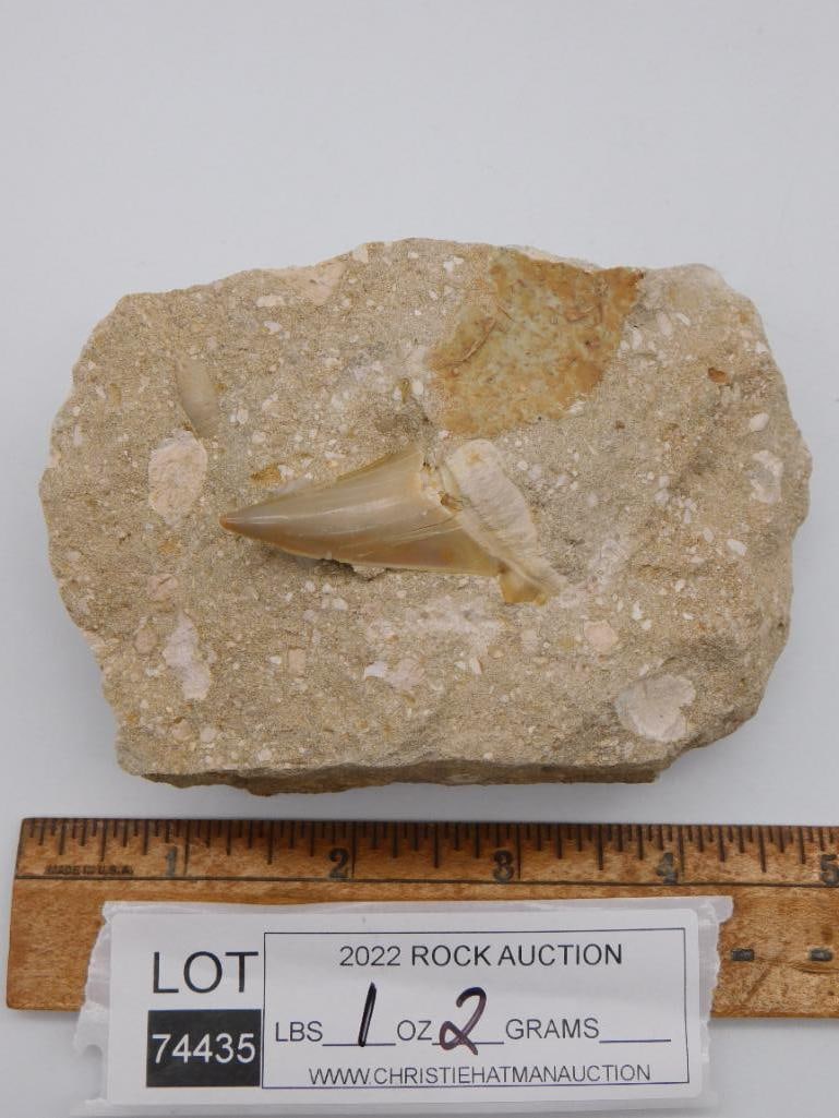 SHARK TOOTH IN MATRIX - 2