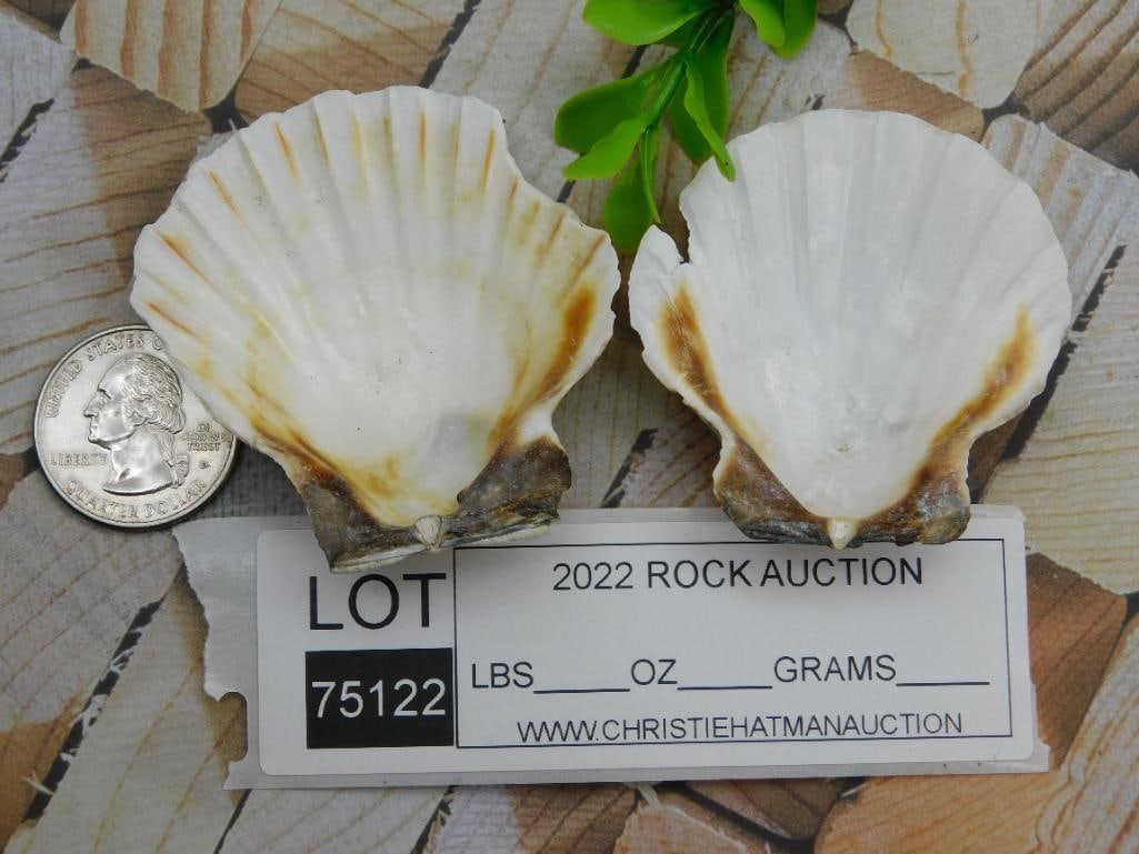 SCALLOP SHELLS ROCK STONE LAPIDARY SPECIMEN - 2
