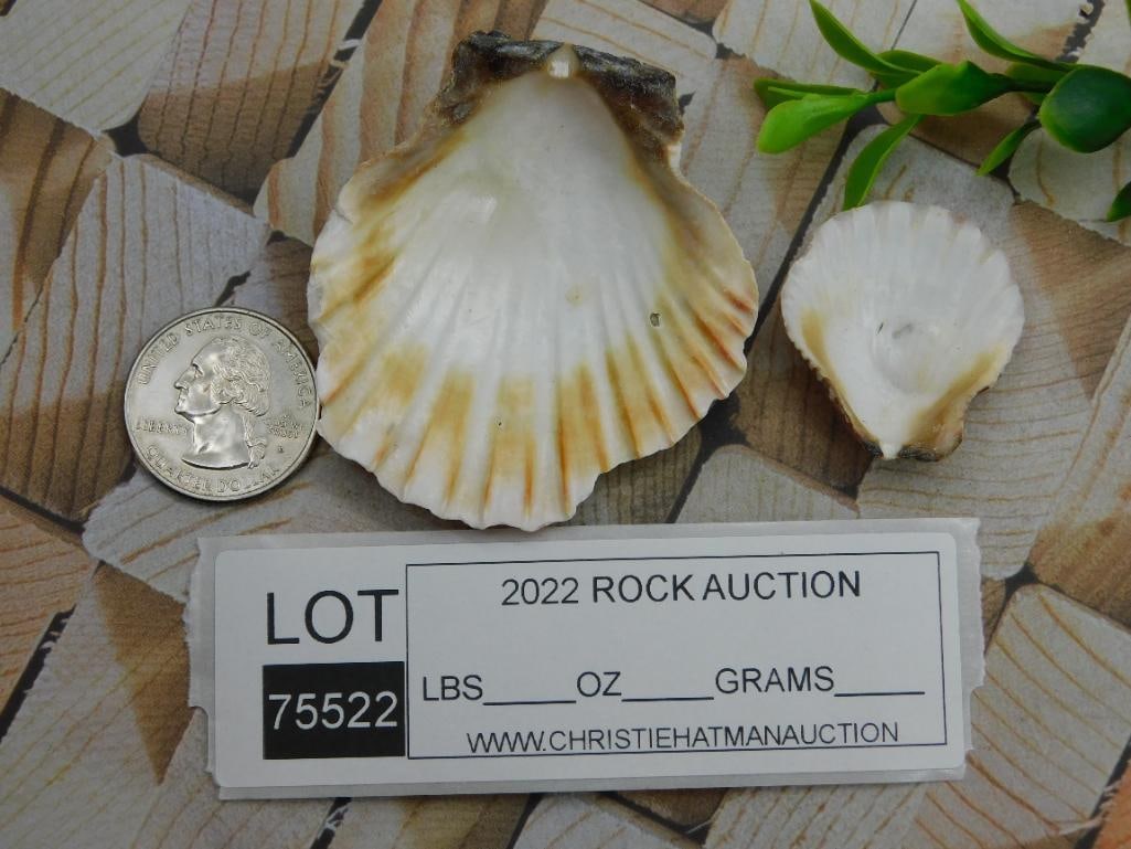 SCALLOP SHELLS ROCK STONE LAPIDARY SPECIMEN - 2