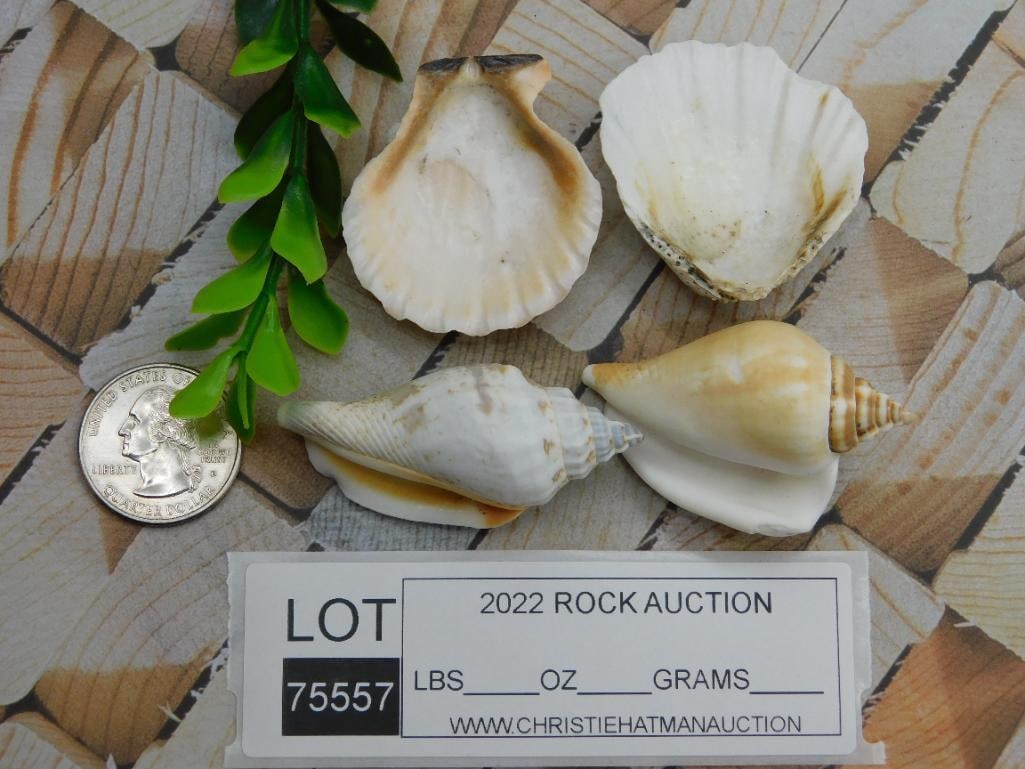 SEA SHELLS ROCK STONE LAPIDARY SPECIMEN - 2