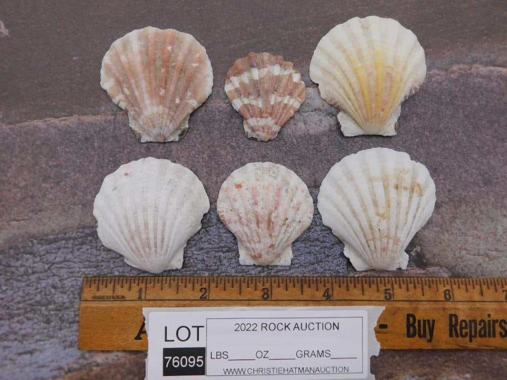 SCALLOP SHELLS ROCK STONE LAPIDARY SPECIMEN - 2