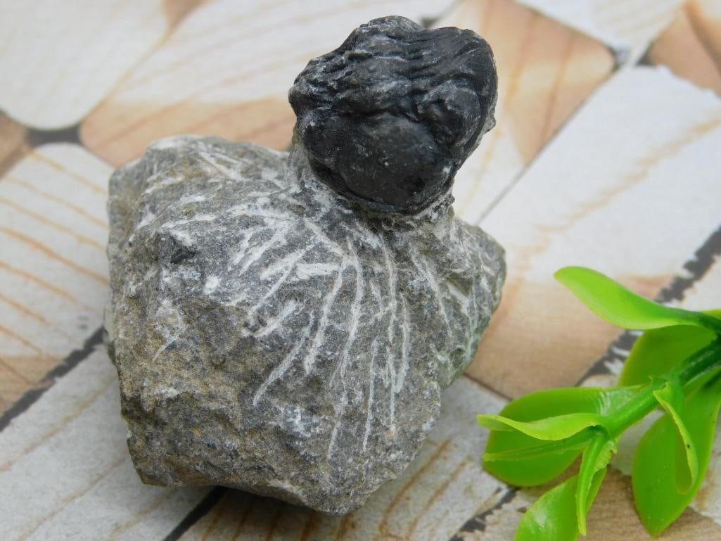 TRILOBITE FOSSIL ROCK STONE LAPIDARY SPECIMEN: TRILOBITE FOSSIL ROCK STONE LAPIDARY SPECIMEN