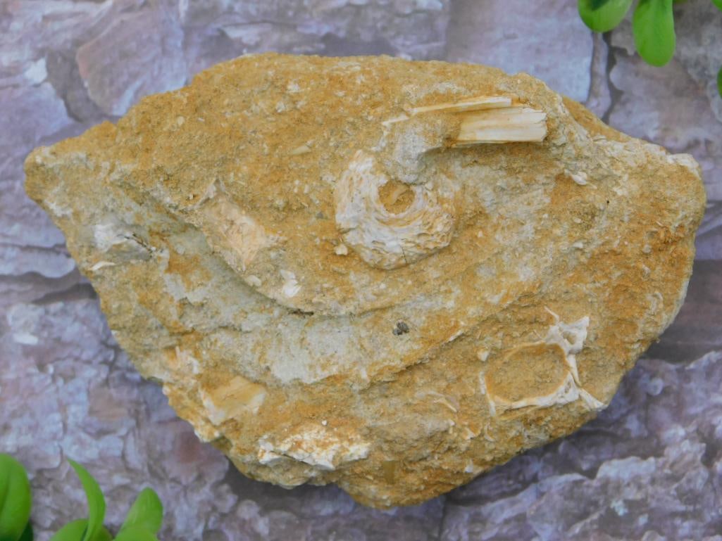 DINOSAUR BONE IN MATRIX ROCK STONE LAPIDARY SPECIMEN: DINOSAUR BONE IN MATRIX ROCK STONE LAPIDARY SPECIMEN