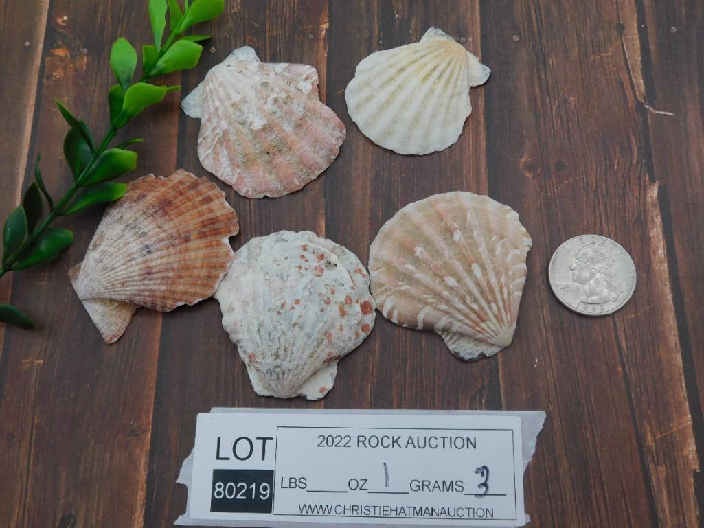SCALLOP SHELLS - 2