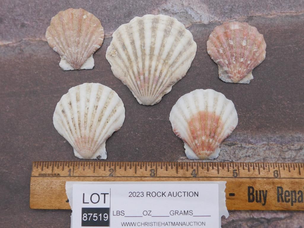 SCALLOP SHELLS - 2