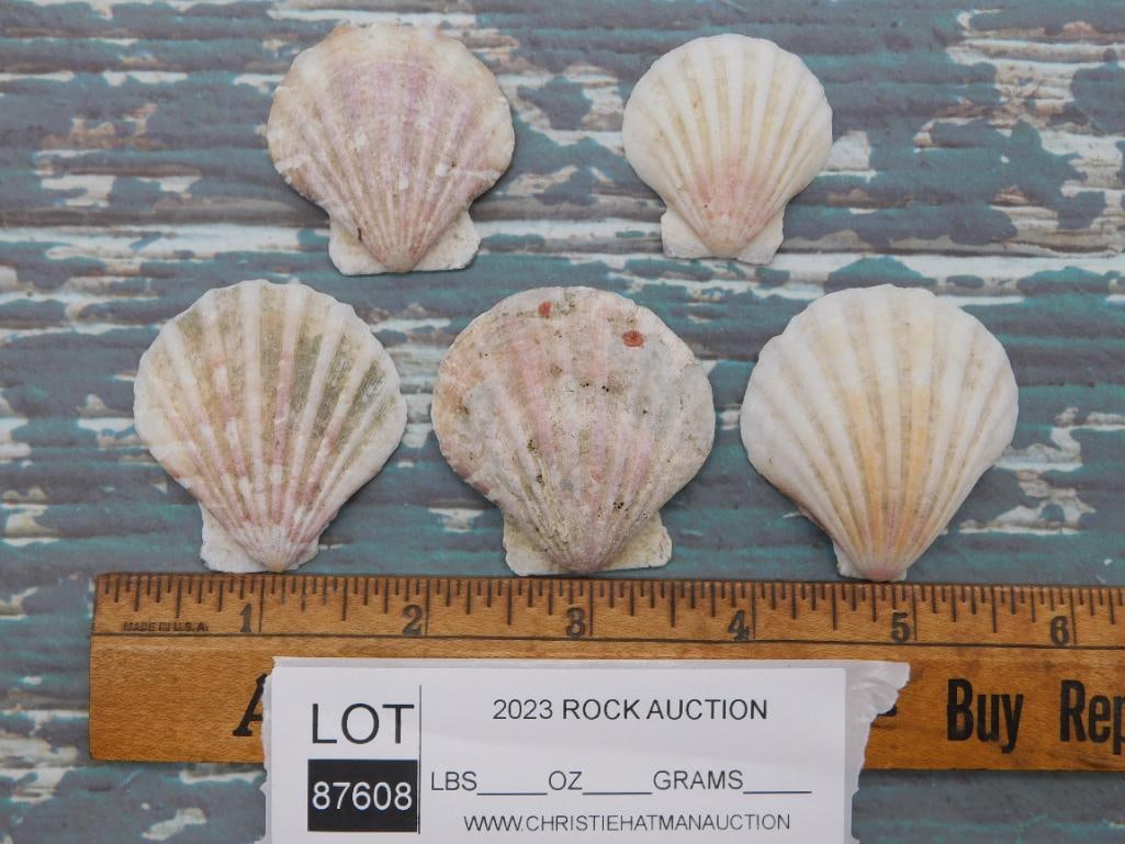 SCALLOP SHELLS - 2