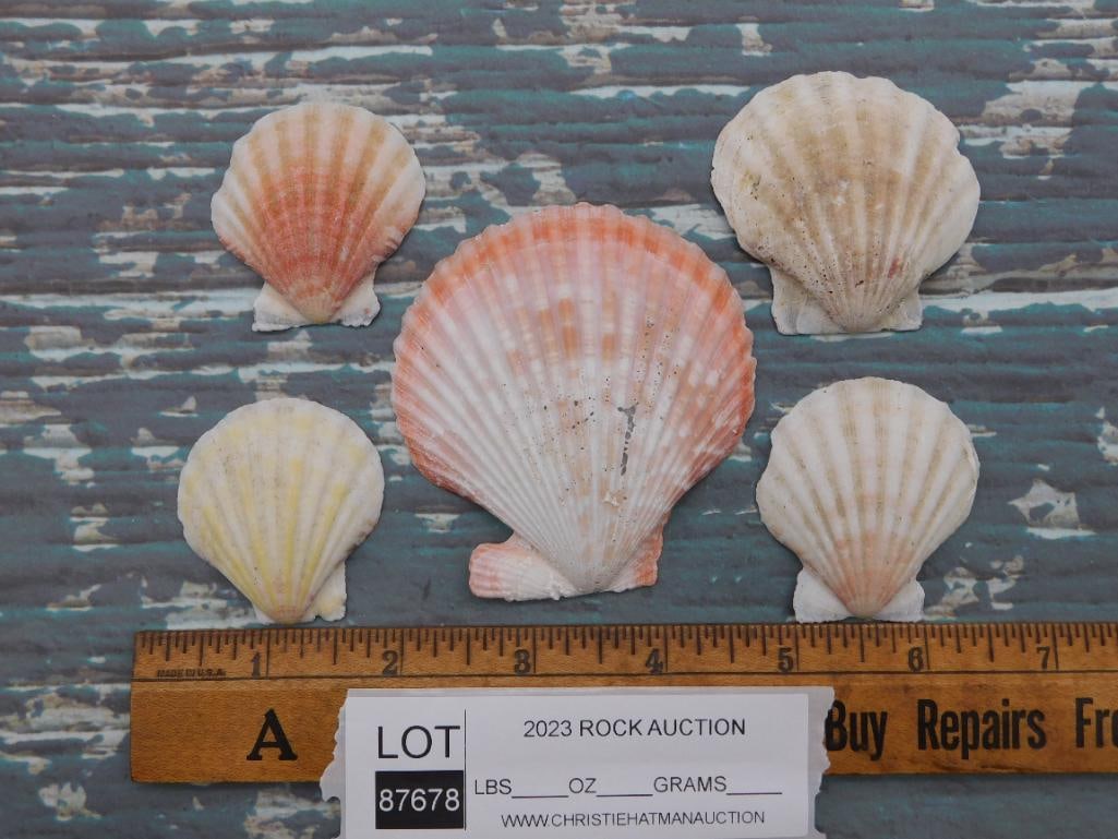 SCALLOP SHELLS - 2
