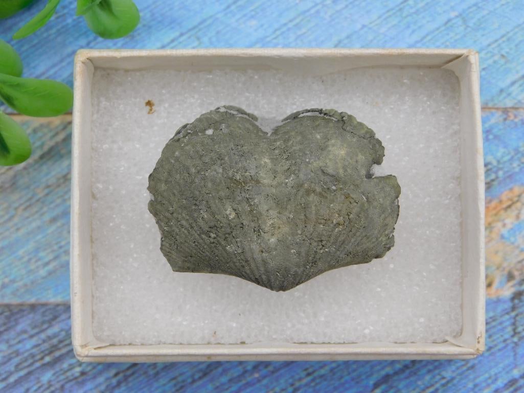 BRACHIOPOD ROCK STONE LAPIDARY SPECIMEN: BRACHIOPOD ROCK STONE LAPIDARY SPECIMEN