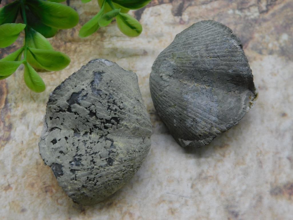 BRACHIOPOD ROCK STONE LAPIDARY SPECIMEN (1 of 2)