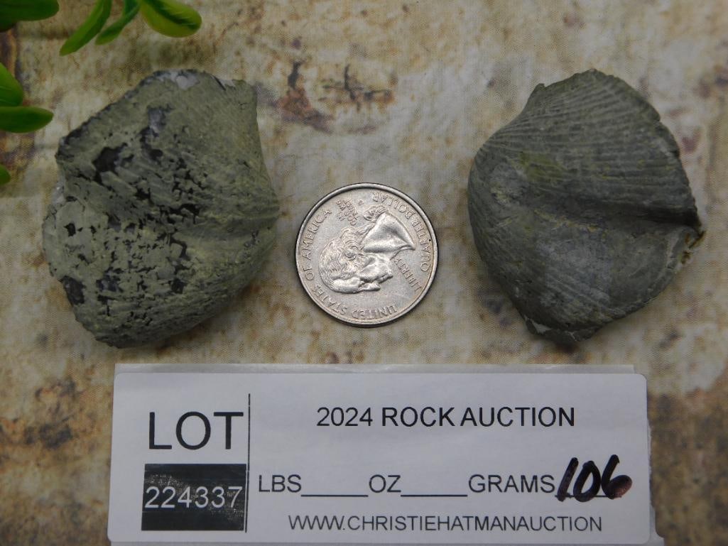 BRACHIOPOD ROCK STONE LAPIDARY SPECIMEN - 2