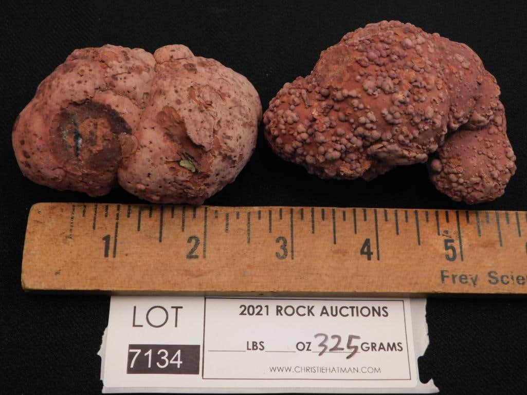 COPROLITE ROCK STONE LAPIDARY SPECIMEN - 2