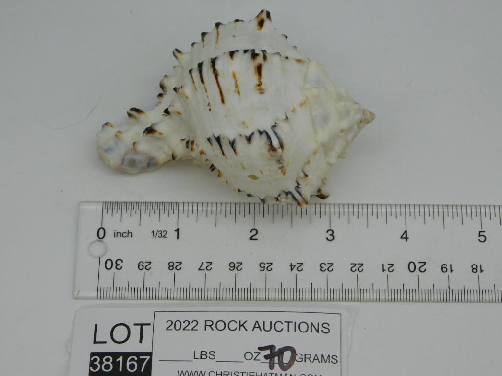 BLACK MUREX SEA SHELL - 2
