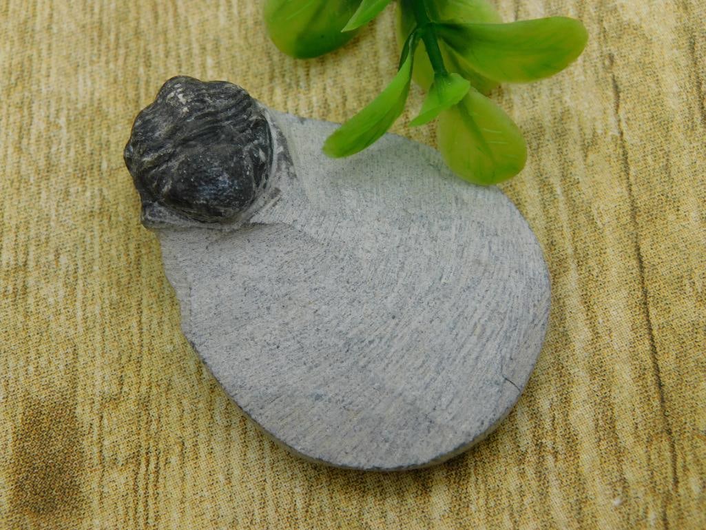 TRILOBITE FOSSIL ROCK STONE LAPIDARY SPECIMEN: TRILOBITE FOSSIL ROCK STONE LAPIDARY SPECIMEN