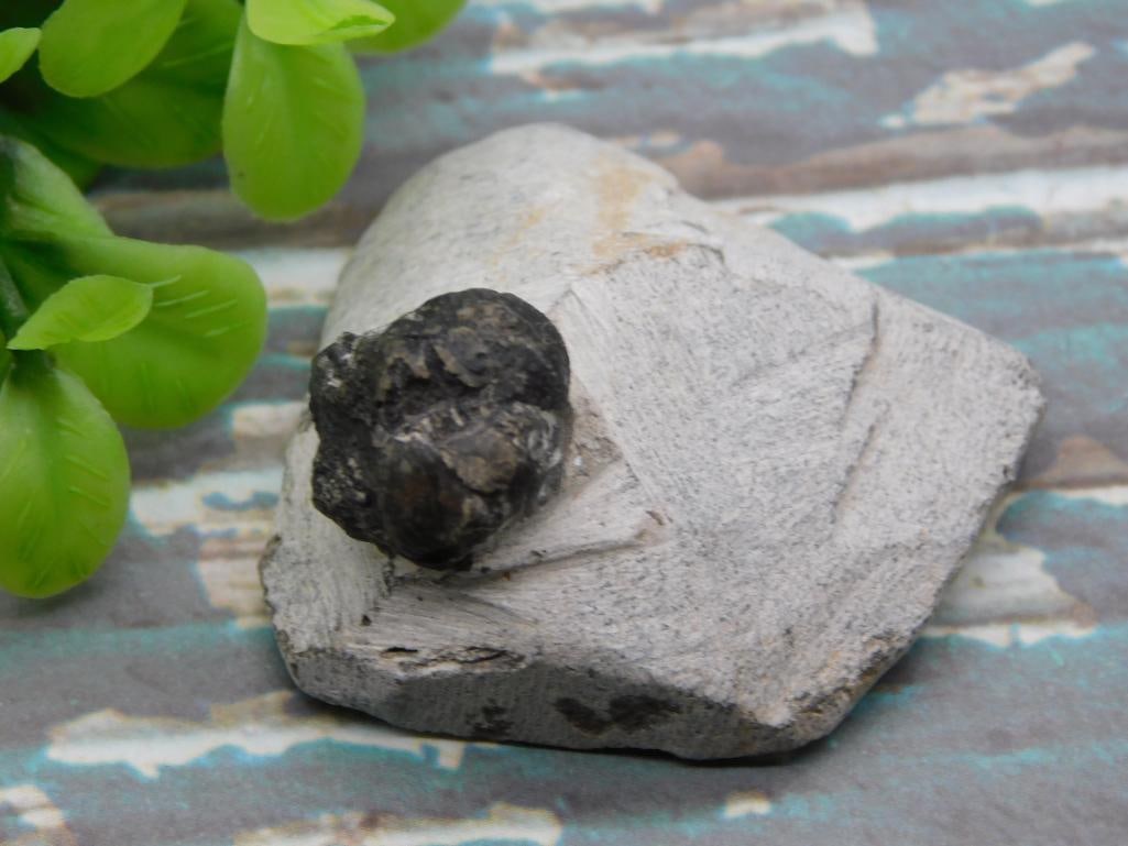 TRILOBITE FOSSIL ROCK STONE LAPIDARY SPECIMEN: TRILOBITE FOSSIL ROCK STONE LAPIDARY SPECIMEN