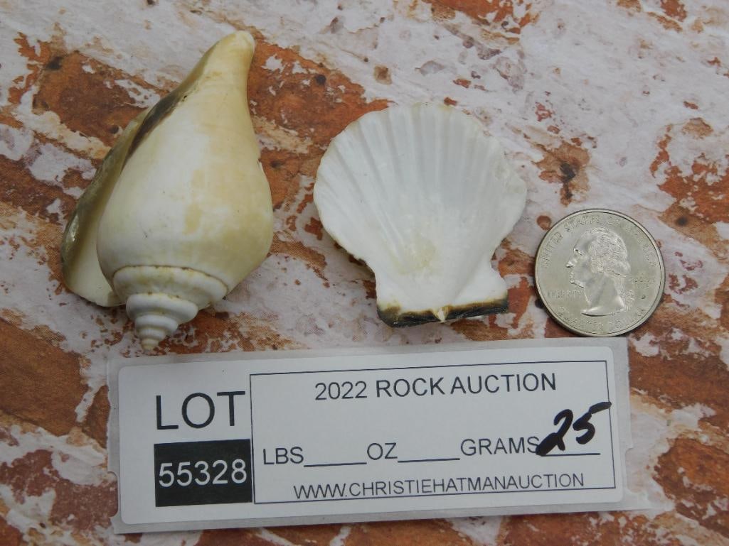 SEA SHELLS ROCK STONE LAPIDARY SPECIMEN - 2