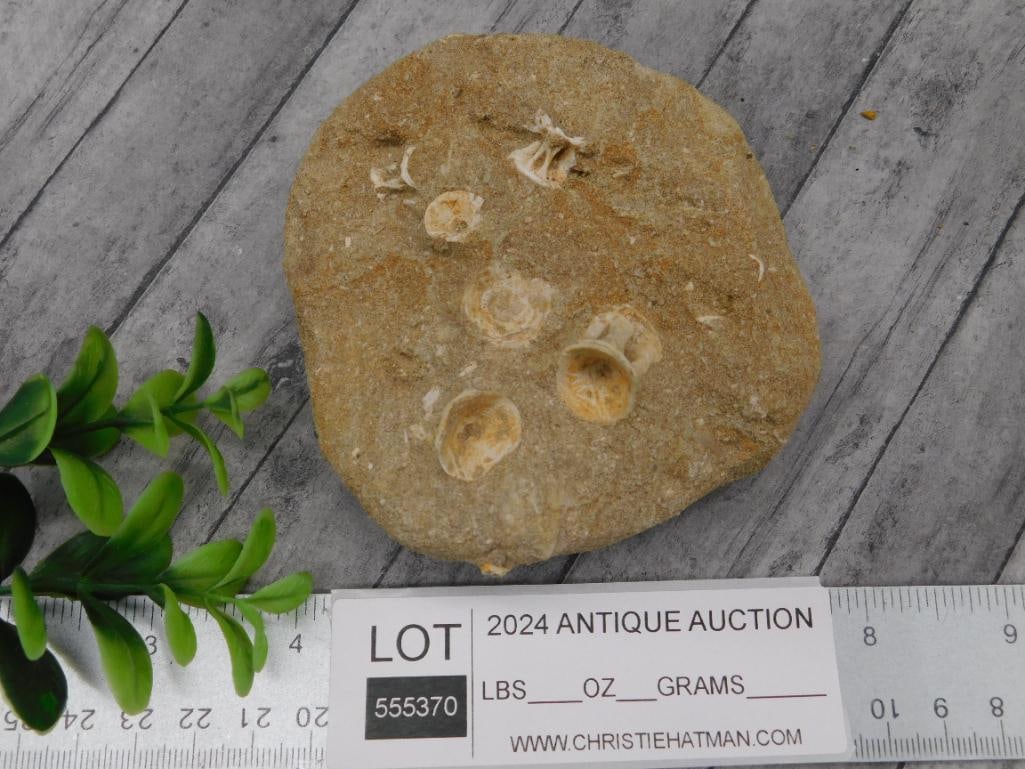 FOSSILS IN MATRIX ROCK STONE LAPIDARY SPECIMEN - 2
