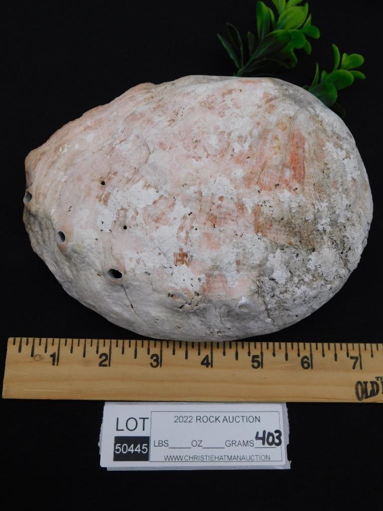 ABALONE SHELL ROCK STONE LAPIDARY SPECIMEN - 2