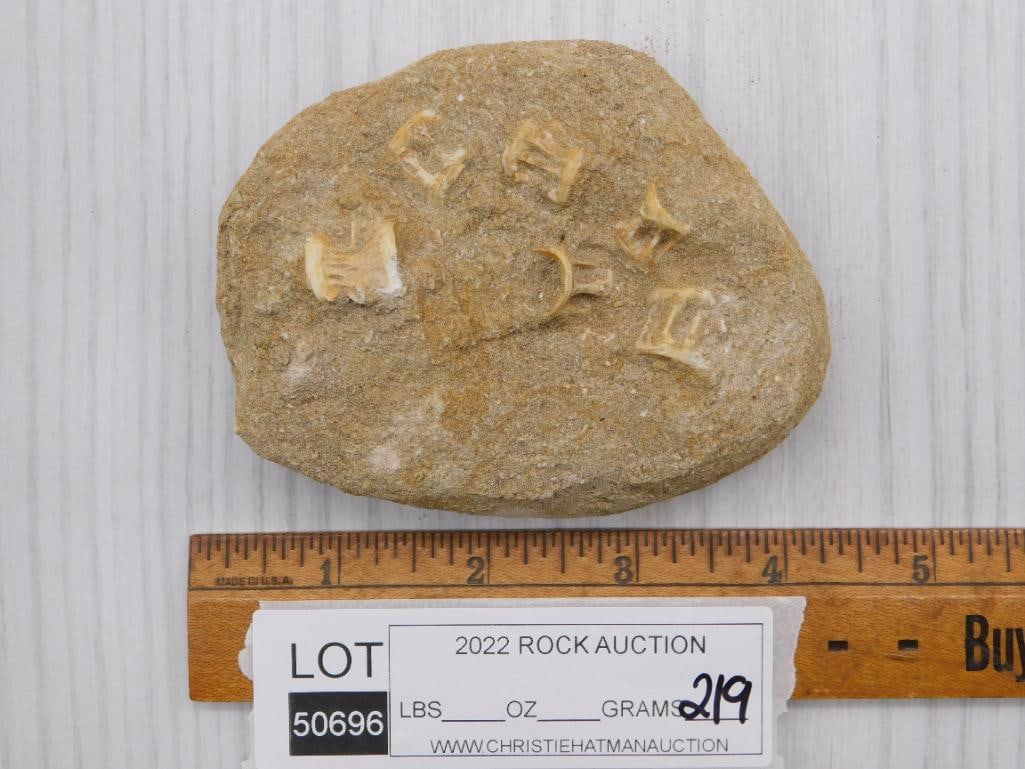 FOSSIL BONE IN MATRIX ROCK STONE LAPIDARY SPECIMEN - 2