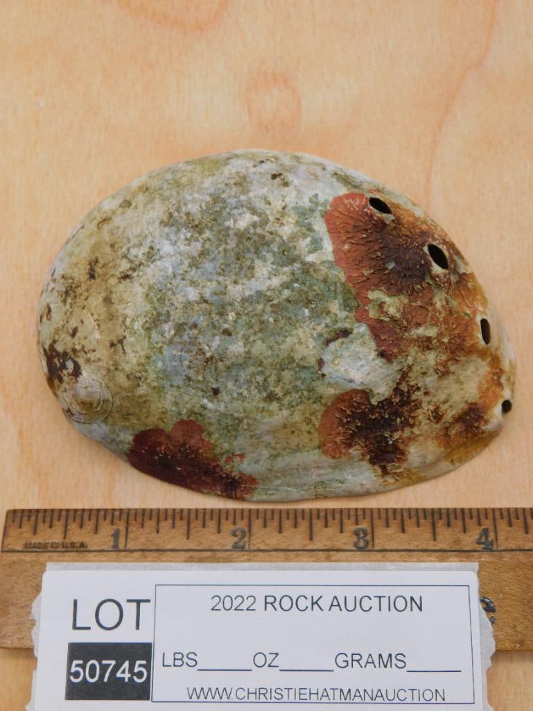 ABALONE SHELL ROCK STONE LAPIDARY SPECIMEN - 2