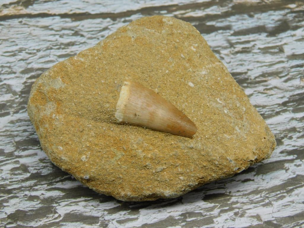 Fossilized Shark Tooth Embedded in Matrix: Fossilized Shark Tooth Embedded in Matrix
