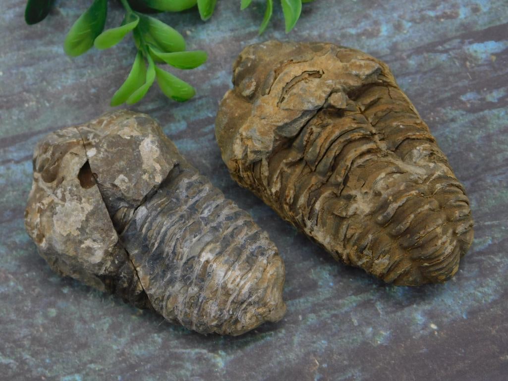 TRILOBITE FOSSILS ROCK STONE LAPIDARY SPECIMEN: TRILOBITE FOSSILS ROCK STONE LAPIDARY SPECIMEN