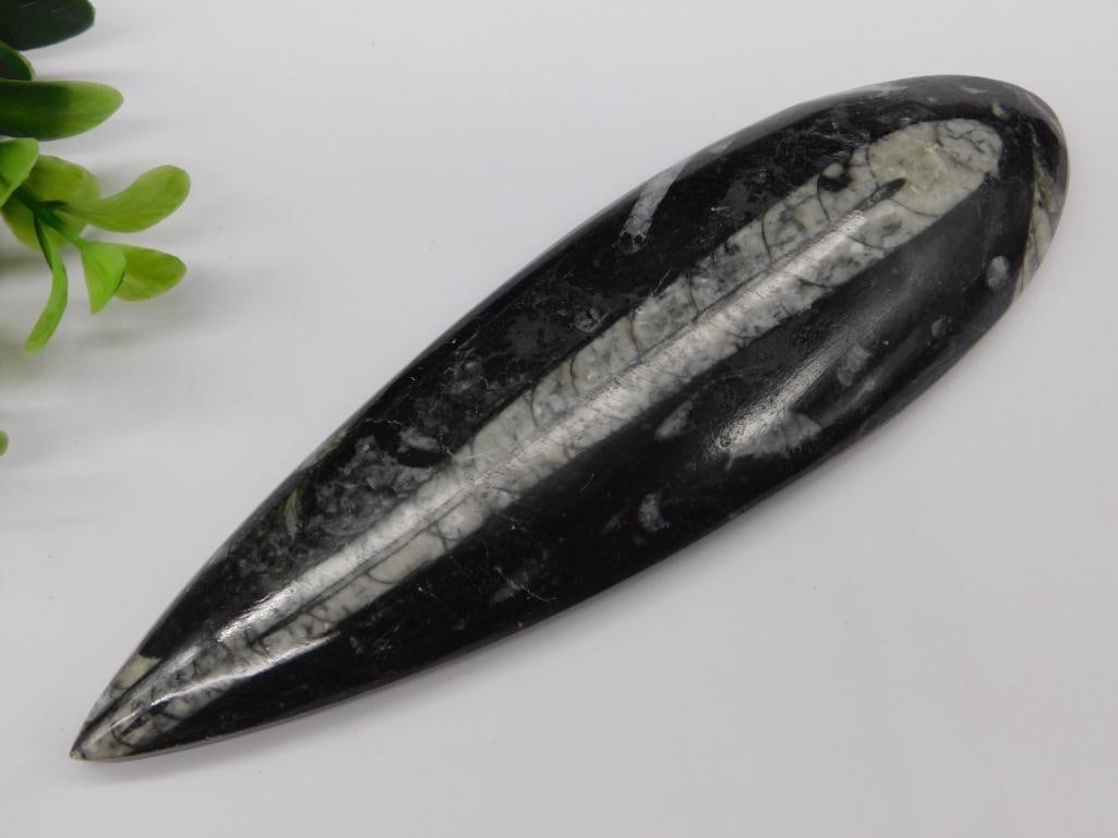 ORTHOCERAS ROCK STONE LAPIDARY SPECIMEN: ORTHOCERAS ROCK STONE LAPIDARY SPECIMEN