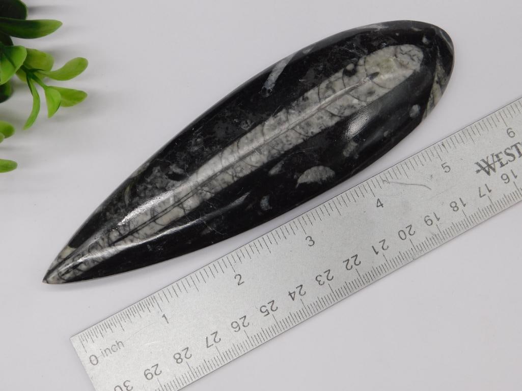 ORTHOCERAS ROCK STONE LAPIDARY SPECIMEN - 2