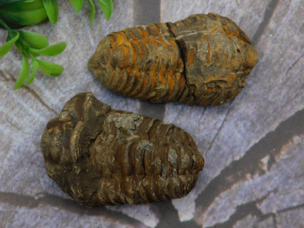 TRILOBITE FOSSILS ROCK STONE LAPIDARY SPECIMEN: TRILOBITE FOSSILS ROCK STONE LAPIDARY SPECIMEN