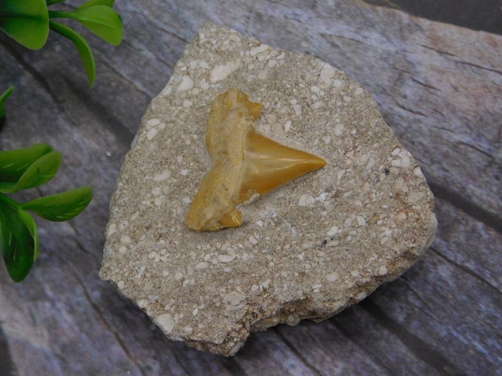 SHARK TOOTH IN MATRIX ROCK STONE LAPIDARY SPECIMEN: SHARK TOOTH IN MATRIX ROCK STONE LAPIDARY SPECIMEN