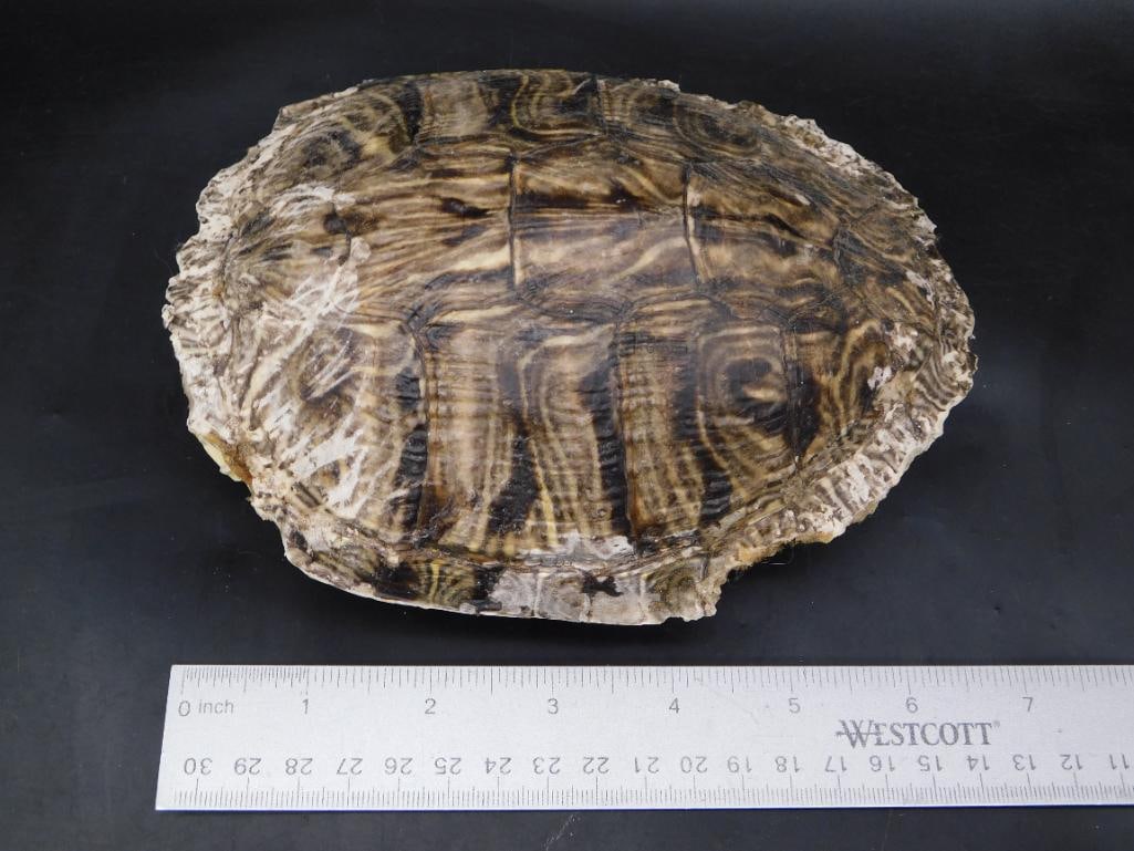 A TURTLE SHELL - 2