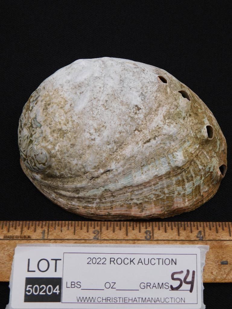 SHELL ROCK STONE LAPIDARY SPECIMEN - 2