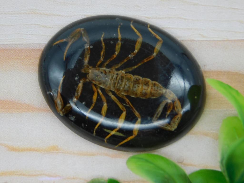 SCORPION CABOCHON ROCK STONE LAPIDARY SPECIMEN: SCORPION CABOCHON ROCK STONE LAPIDARY SPECIMEN