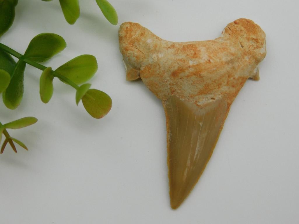 SHARK TOOTH ROCK STONE LAPIDARY SPECIMEN: SHARK TOOTH ROCK STONE LAPIDARY SPECIMEN