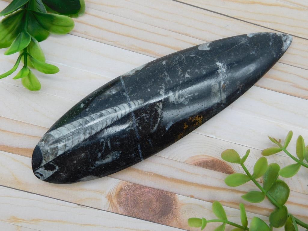 ORTHOCERAS ROCK STONE LAPIDARY SPECIMEN: ORTHOCERAS ROCK STONE LAPIDARY SPECIMEN