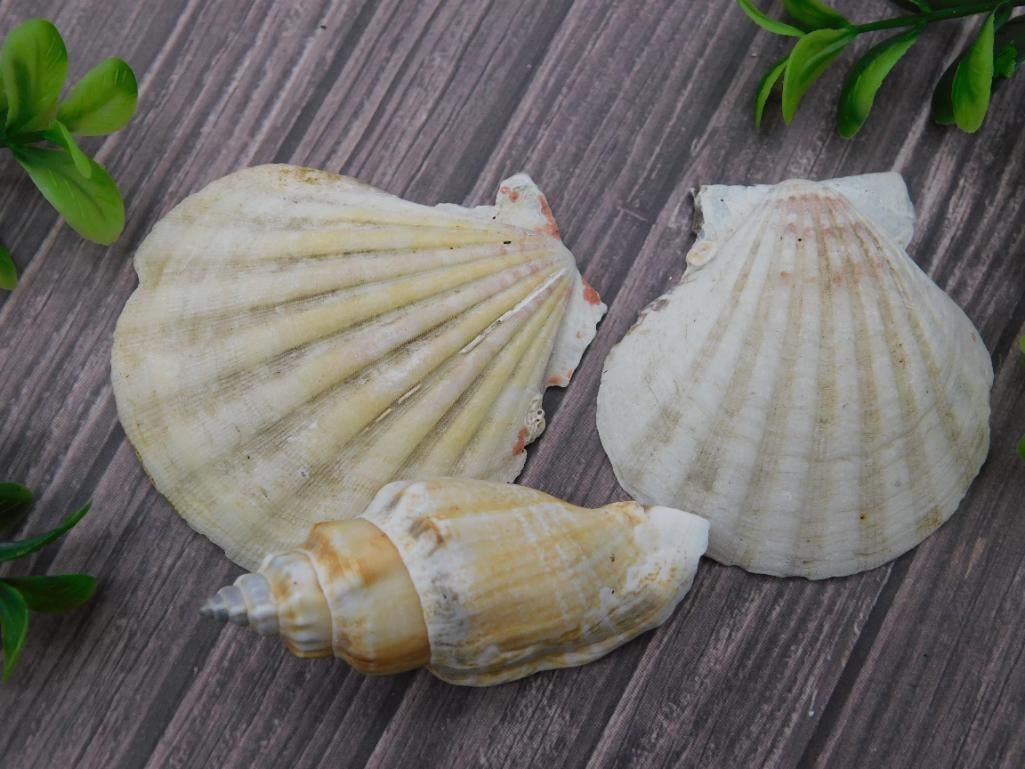 SEA SHELLS ROCK STONE LAPIDARY SPECIMEN: SEA SHELLS ROCK STONE LAPIDARY SPECIMEN